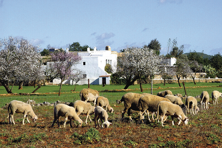 A Ibiza traditional house