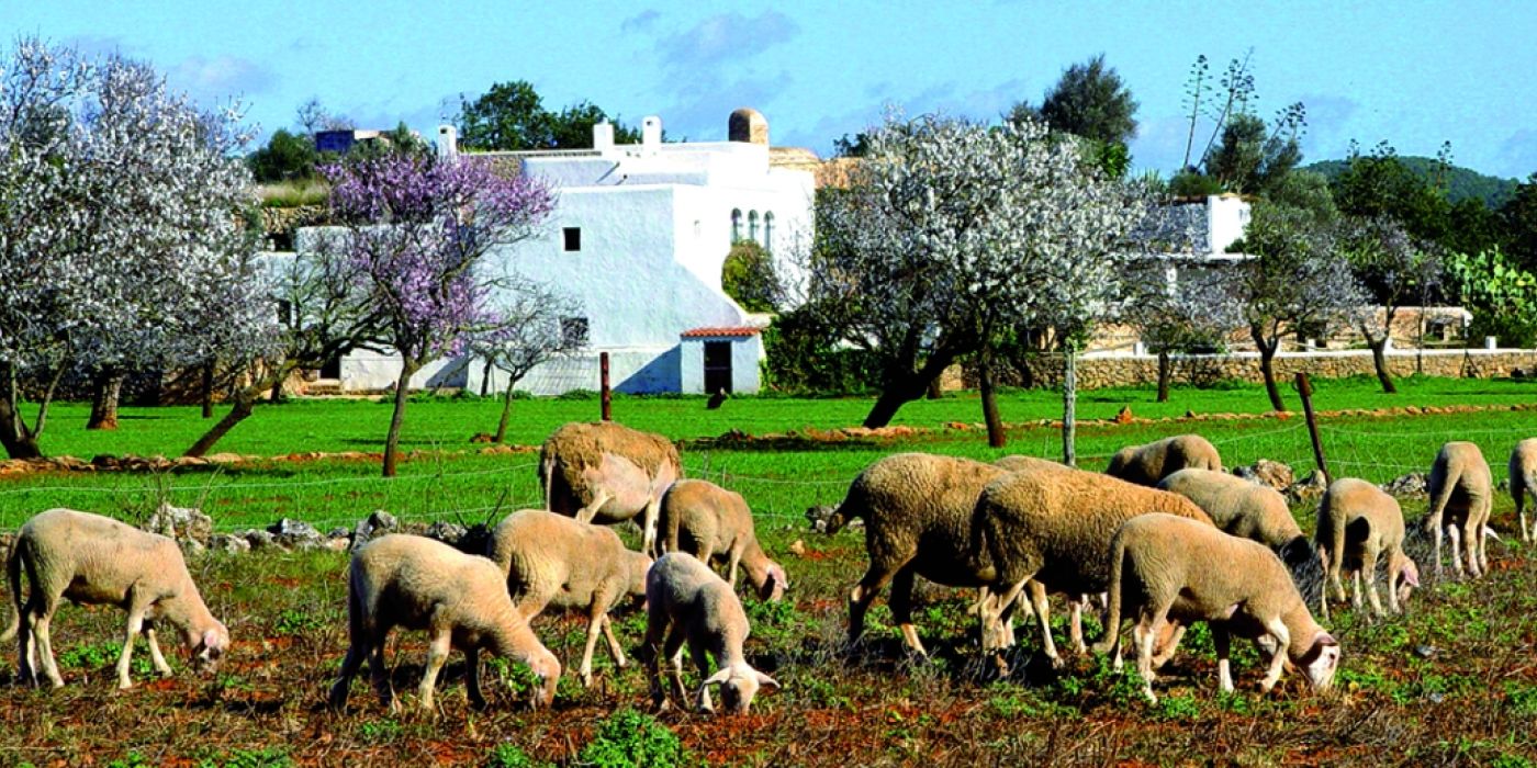 Green Ibiza: restaurants, markets and more