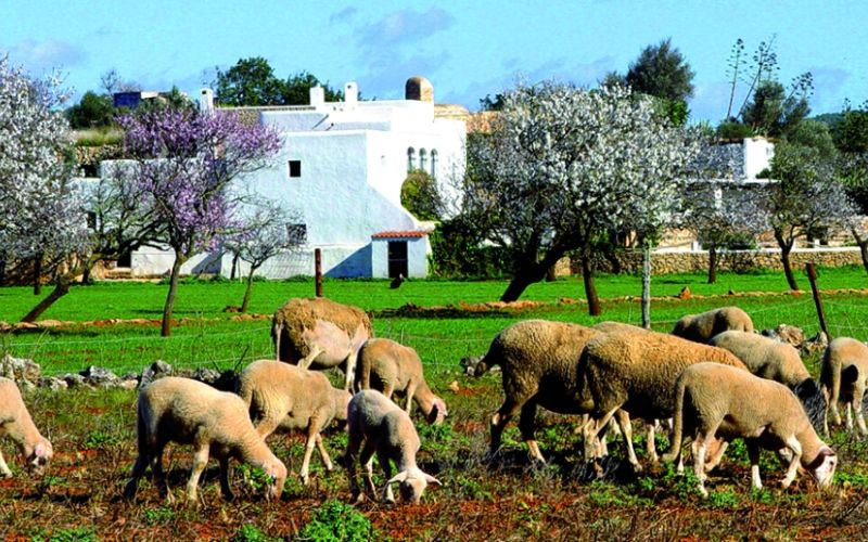 Green Ibiza: restaurants, markets and more